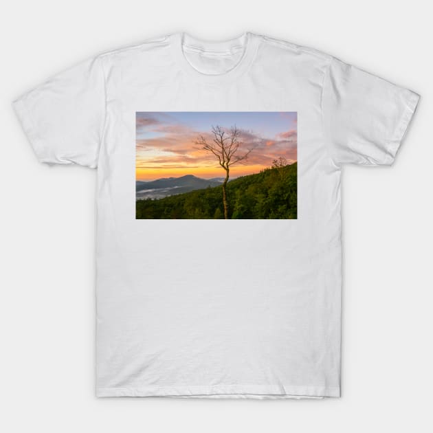 Dead Tree Sunset T-Shirt by StacyWhite